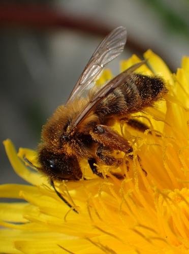 Réf. 247 970 : Andrena nigroaenea